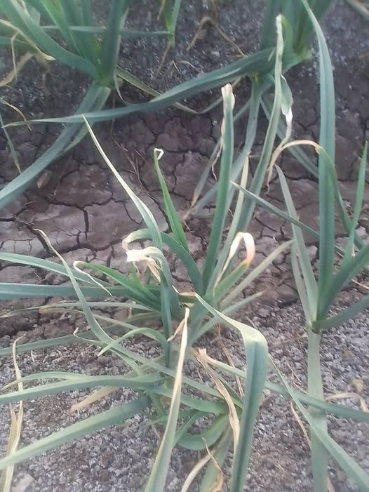 لا توجد أصابه في الجذور فقط حواف الاوراق محترقه العلاج لو تكرمتم